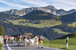 Appenzell, Appenzell Ausserrohden, Appenzeller Hinterland, Autumn, Brauchtum, Fall, Herbst, Kühe, Ostschweiz, Schweiz, Sennen, Suisse, Switzerland, Säntis, Tracht, Urnaesch, Urnäsch, Viehschau, tradition