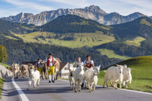 Appenzell, Appenzell Ausserrohden, Appenzeller Hinterland, Autumn, Brauchtum, Fall, Herbst, Kühe, Ostschweiz, Schweiz, Sennen, Suisse, Switzerland, Säntis, Tracht, Urnaesch, Urnäsch, Viehschau, tradition