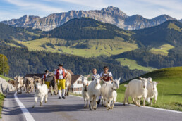 Appenzell, Appenzell Ausserrohden, Appenzeller Hinterland, Autumn, Brauchtum, Fall, Herbst, Kühe, Ostschweiz, Schweiz, Sennen, Suisse, Switzerland, Säntis, Tracht, Urnaesch, Urnäsch, Viehschau, tradition