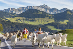 Appenzell, Appenzell Ausserrohden, Appenzeller Hinterland, Autumn, Brauchtum, Fall, Herbst, Kühe, Ostschweiz, Schweiz, Sennen, Suisse, Switzerland, Säntis, Tracht, Urnaesch, Urnäsch, Viehschau, tradition