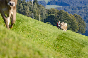Appenzell, Appenzell Ausserrohden, Appenzeller Hinterland, Autumn, Brauchtum, Fall, Herbst, Kühe, Ostschweiz, Schweiz, Sennen, Suisse, Switzerland, Tracht, Urnaesch, Urnäsch, Viehschau, tradition