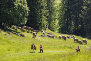 Alpabfahrt, Alpaufzug, Alpfahrt, Appenzell, Appenzell Innerrhoden, Schweiz, Schwende, Sennen, Suisse, Switzerland, Tracht, Öberefahre