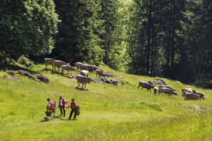 Alpabfahrt, Alpaufzug, Alpfahrt, Appenzell, Appenzell Innerrhoden, Schweiz, Schwende, Sennen, Suisse, Switzerland, Tracht, Öberefahre