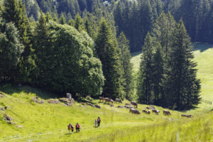 Alpabfahrt, Alpaufzug, Alpfahrt, Appenzell, Appenzell Innerrhoden, Schweiz, Schwende, Sennen, Suisse, Switzerland, Tracht, Öberefahre
