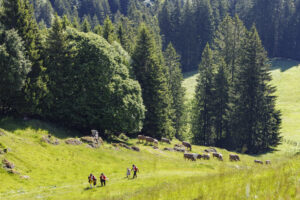 Alpabfahrt, Alpaufzug, Alpfahrt, Appenzell, Appenzell Innerrhoden, Schweiz, Schwende, Sennen, Suisse, Switzerland, Tracht, Öberefahre