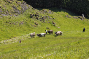 Alpabfahrt, Alpaufzug, Alpfahrt, Appenzell, Appenzell Innerrhoden, Schweiz, Schwende, Sennen, Suisse, Switzerland, Tracht, Öberefahre