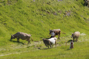 Alpabfahrt, Alpaufzug, Alpfahrt, Appenzell, Appenzell Innerrhoden, Schweiz, Schwende, Sennen, Suisse, Switzerland, Tracht, Öberefahre