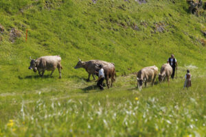 Alpabfahrt, Alpaufzug, Alpfahrt, Appenzell, Appenzell Innerrhoden, Schweiz, Schwende, Sennen, Suisse, Switzerland, Tracht, Öberefahre