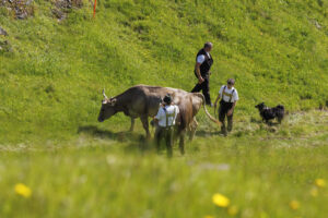 Alpabfahrt, Alpaufzug, Alpfahrt, Appenzell, Appenzell Innerrhoden, Schweiz, Schwende, Sennen, Suisse, Switzerland, Tracht, Öberefahre