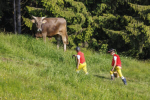 Alpabfahrt, Alpaufzug, Alpfahrt, Appenzell, Appenzell Innerrhoden, Schweiz, Schwende, Sennen, Suisse, Switzerland, Tracht, Öberefahre