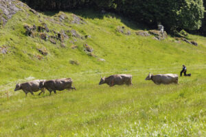 Alpabfahrt, Alpaufzug, Alpfahrt, Appenzell, Appenzell Innerrhoden, Schweiz, Schwende, Sennen, Suisse, Switzerland, Tracht, Öberefahre