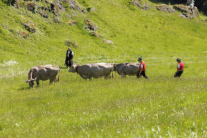 Alpabfahrt, Alpaufzug, Alpfahrt, Appenzell, Appenzell Innerrhoden, Schweiz, Schwende, Sennen, Suisse, Switzerland, Tracht, Öberefahre