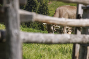 Alpabfahrt, Alpaufzug, Alpfahrt, Appenzell, Appenzell Innerrhoden, Schweiz, Schwende, Sennen, Suisse, Switzerland, Tracht, Öberefahre