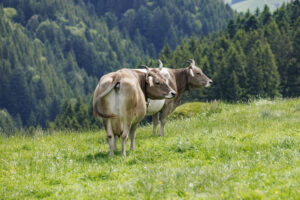 Alpabfahrt, Alpaufzug, Alpfahrt, Appenzell, Appenzell Innerrhoden, Schweiz, Schwende, Sennen, Suisse, Switzerland, Tracht, Öberefahre