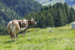 Alpabfahrt, Alpaufzug, Alpfahrt, Appenzell, Appenzell Innerrhoden, Schweiz, Schwende, Sennen, Suisse, Switzerland, Tracht, Öberefahre