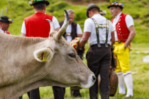 Alpabfahrt, Alpaufzug, Alpfahrt, Appenzell, Appenzell Innerrhoden, Schweiz, Schwende, Sennen, Suisse, Switzerland, Tracht, Öberefahre