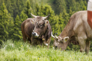 Alpabfahrt, Alpaufzug, Alpfahrt, Appenzell, Appenzell Innerrhoden, Schweiz, Schwende, Sennen, Suisse, Switzerland, Tracht, Öberefahre