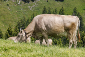 Alpabfahrt, Alpaufzug, Alpfahrt, Appenzell, Appenzell Innerrhoden, Schweiz, Schwende, Sennen, Suisse, Switzerland, Tracht, Öberefahre