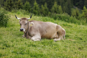 Alpabfahrt, Alpaufzug, Alpfahrt, Appenzell, Appenzell Innerrhoden, Schweiz, Schwende, Sennen, Suisse, Switzerland, Tracht, Öberefahre