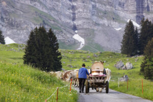 Alpabfahrt, Alpaufzug, Alpen, Alpfahrt, Appenzell, Appenzell Ausserrohden, Appenzeller Hinterland, Hundwil, Ostschweiz, Schweiz, Schwägalp, Sennen, Suisse, Switzerland, Säntis, Tracht, Urnaesch, tradition, Öberefahre
