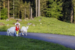 Alpabfahrt, Alpaufzug, Alpen, Alpfahrt, Appenzell, Appenzell Ausserrohden, Appenzeller Hinterland, Hundwil, Ostschweiz, Schweiz, Schwägalp, Sennen, Suisse, Switzerland, Säntis, Tracht, Urnaesch, tradition, Öberefahre