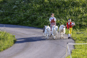 Alpabfahrt, Alpaufzug, Alpen, Alpfahrt, Appenzell, Appenzell Ausserrohden, Appenzeller Hinterland, Hundwil, Ostschweiz, Schweiz, Schwägalp, Sennen, Suisse, Switzerland, Säntis, Tracht, Urnaesch, tradition, Öberefahre