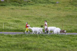 Alpabfahrt, Alpaufzug, Alpen, Alpfahrt, Appenzell, Appenzell Ausserrohden, Appenzeller Hinterland, Hundwil, Ostschweiz, Schweiz, Schwägalp, Sennen, Suisse, Switzerland, Säntis, Tracht, Urnaesch, tradition, Öberefahre