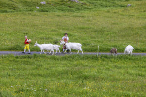 Alpabfahrt, Alpaufzug, Alpen, Alpfahrt, Appenzell, Appenzell Ausserrohden, Appenzeller Hinterland, Hundwil, Ostschweiz, Schweiz, Schwägalp, Sennen, Suisse, Switzerland, Säntis, Tracht, Urnaesch, tradition, Öberefahre