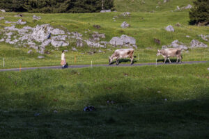 Alpabfahrt, Alpaufzug, Alpen, Alpfahrt, Appenzell, Appenzell Ausserrohden, Appenzeller Hinterland, Hundwil, Ostschweiz, Schweiz, Schwägalp, Sennen, Suisse, Switzerland, Säntis, Tracht, Urnaesch, tradition, Öberefahre