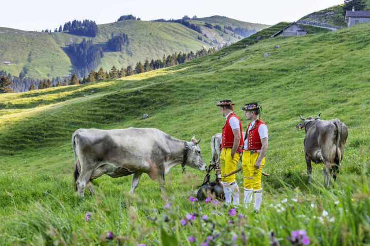 Alpabfahrt, Alpaufzug, Alpen, Alpfahrt, Appenzell, Appenzell Ausserrohden, Appenzeller Hinterland, Hundwil, Ostschweiz, Schweiz, Schwägalp, Sennen, Suisse, Switzerland, Säntis, Tracht, Urnaesch, tradition, Öberefahre