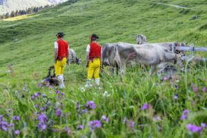 Alpabfahrt, Alpaufzug, Alpen, Alpfahrt, Appenzell, Appenzell Ausserrohden, Appenzeller Hinterland, Hundwil, Ostschweiz, Schweiz, Schwägalp, Sennen, Suisse, Switzerland, Säntis, Tracht, Urnaesch, tradition, Öberefahre