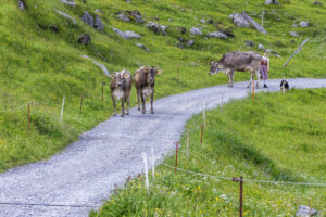 Alpabfahrt, Alpaufzug, Alpen, Alpfahrt, Appenzell, Appenzell Ausserrohden, Appenzeller Hinterland, Hundwil, Ostschweiz, Schweiz, Schwägalp, Sennen, Suisse, Switzerland, Säntis, Tracht, Urnaesch, tradition, Öberefahre