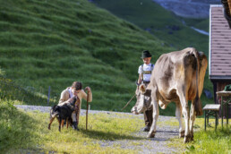 Alpabfahrt, Alpaufzug, Alpen, Alpfahrt, Appenzell, Appenzell Ausserrohden, Appenzeller Hinterland, Hundwil, Ostschweiz, Schweiz, Schwägalp, Sennen, Suisse, Switzerland, Säntis, Tracht, Urnaesch, tradition, Öberefahre