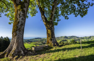 Appenzell, Appenzell Ausserrohden, Baum, Bodensee, Ostschweiz, Schweiz, Suisse, Switzerland, Trogen