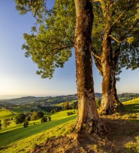 Appenzell, Appenzell Ausserrohden, Baum, Ostschweiz, Schweiz, Suisse, Switzerland, Trogen
