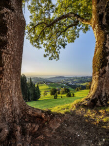 Appenzell, Appenzell Ausserrohden, Baum, Bodensee, Ostschweiz, Schweiz, Suisse, Switzerland, Trogen