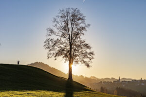 Appenzell, Appenzell Ausserrohden, Autumn, Baum, Dorf, Fall, Herbst, Ostschweiz, Schweiz, Suisse, Switzerland, Waldstatt