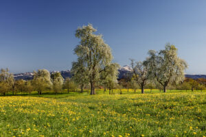 Frühling, Ostschweiz, Schweiz, Spring, Suisse, Switzerland, Säntis, Säntisbahn, Thurgau