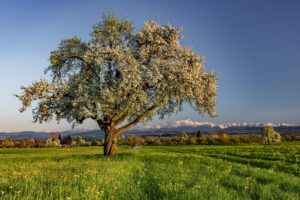 Frühling, Ostschweiz, Schweiz, Spring, Suisse, Switzerland, Säntis, Säntisbahn, Thurgau