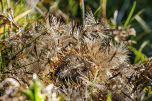Alpen, Alpstein, Appenzell, Appenzell Ausserrohden, Appenzeller Hinterland, Hundwil, Ostschweiz, Schweiz, Schwägalp, Suisse, Switzerland, Säntis, Säntisbahn, Säntisbahn Säntis