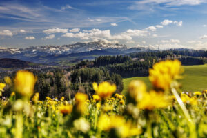 Alpstein, Felder, Frühling, Jahreszeiten, Landscape, Landschaft, Ostschweiz, Schweiz, Spring, St. Gallen, Suisse, Switzerland, Säntis, Säntisbahn, Säntisbahn Säntis