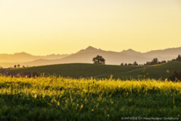 Appenzell, Appenzell Ausserrohden, Appenzell Innerrhoden, Appenzeller Vorderland, Baum, Oberegg, Ostschweiz, Schweiz, Suisse, Switzerland, Wald, Wald AR