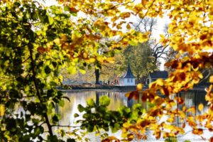 Autumn, Baum, Fall, Herbst, Schweiz, St. Gallen, Suisse, Switzerland
