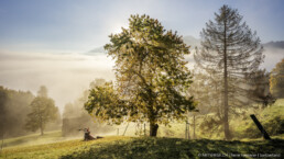 Alpen, Appenzell, Appenzell Ausserrohden, Appenzeller Hinterland, Autumn, Baum, Fall, Herbst, Nebel, Nebelmeer, Ostschweiz, Schweiz, Suisse, Switzerland, Säntis, Urnäsch, Wetter