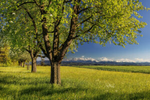 Alpstein, Baum, Felder, Frühling, Jahreszeiten, Landscape, Landschaft, Ostschweiz, Schweiz, Spring, Suisse, Switzerland, Säntis, Säntisbahn, Säntisbahn Säntis, Thurgau