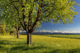 Alpstein, Baum, Felder, Frühling, Jahreszeiten, Landscape, Landschaft, Ostschweiz, Schweiz, Spring, Suisse, Switzerland, Säntis, Säntisbahn, Säntisbahn Säntis, Thurgau