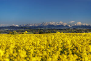 Alpstein, Felder, Frühling, Jahreszeiten, Landscape, Landschaft, Ostschweiz, Schweiz, Spring, Suisse, Switzerland, Säntis, Säntisbahn, Säntisbahn Säntis, Thurgau