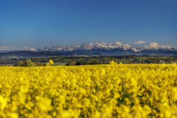 Alpstein, Felder, Frühling, Jahreszeiten, Landscape, Landschaft, Ostschweiz, Schweiz, Spring, Suisse, Switzerland, Säntis, Säntisbahn, Säntisbahn Säntis, Thurgau