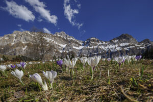 Alpstein, Frühling, Jahreszeiten, Landscape, Landschaft, Ostschweiz, Schweiz, Spring, Suisse, Switzerland, Säntis, Säntisbahn, Säntisbahn Säntis